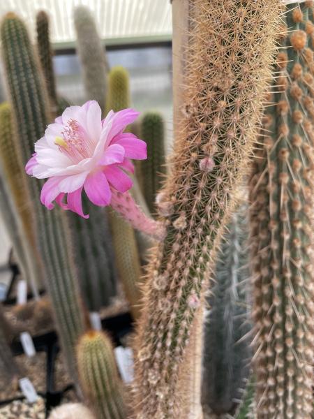 Cleistocactus horstii